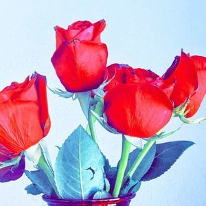 Meet your Posher, Gina